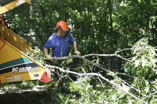 tree services Galliano